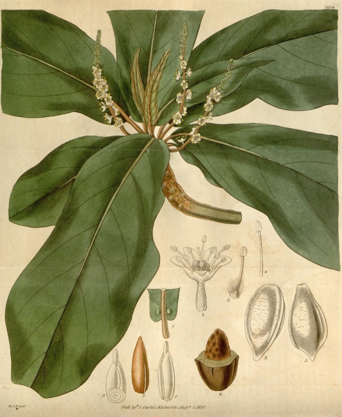 Barringtonia racemosa