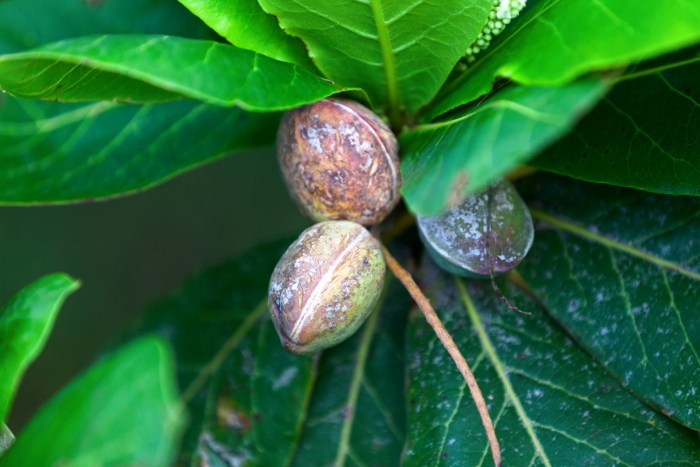 Орех пекан дерево