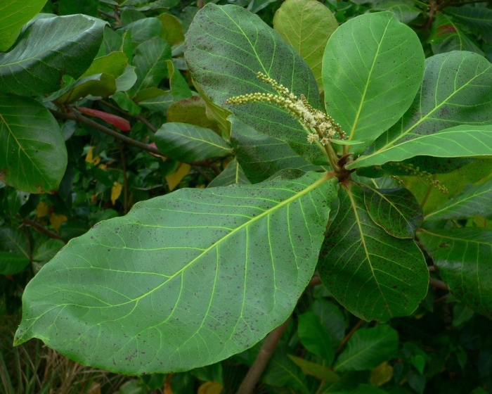 Terminalia catappa