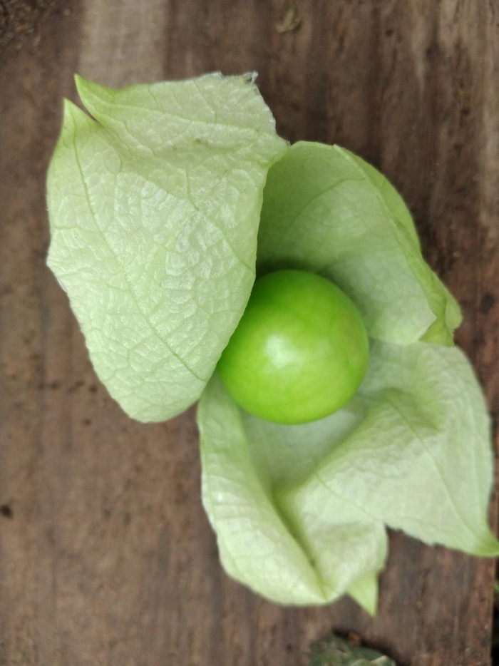 Physalis ixocarpa