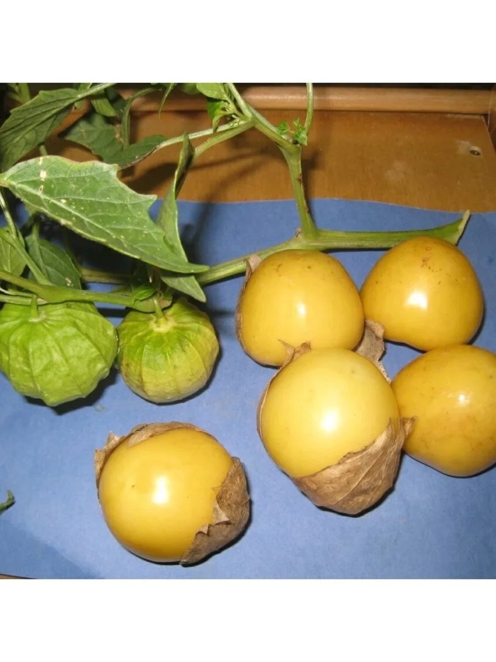 Физалис лакомка