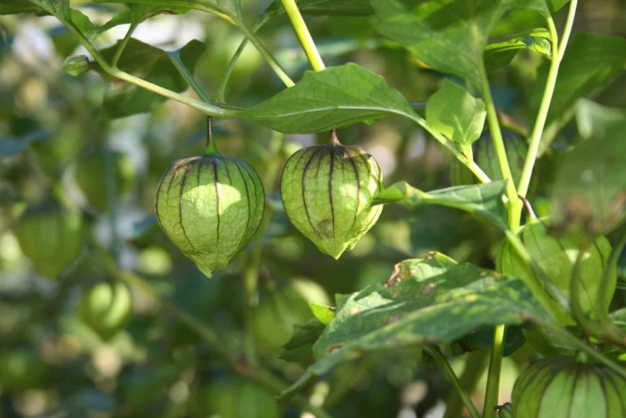 Physalis peruviana