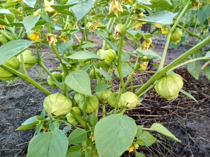 Физалис растение