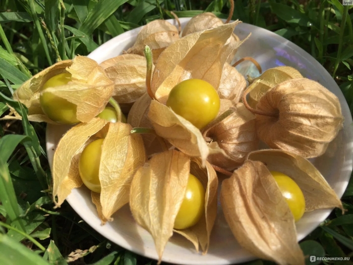 Физалис золотая россыпь земляничный