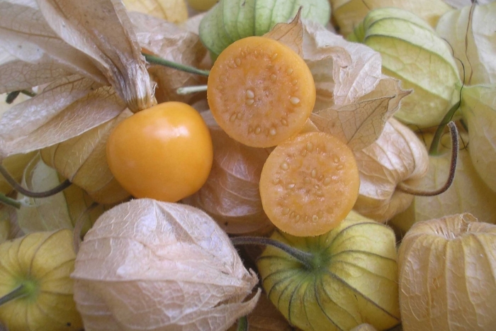 Физалис несъедобный