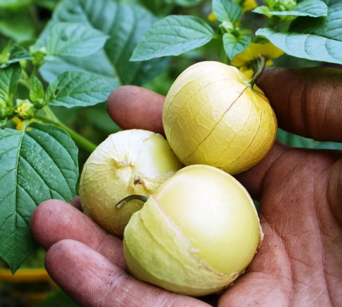 Физалис лакомка овощной