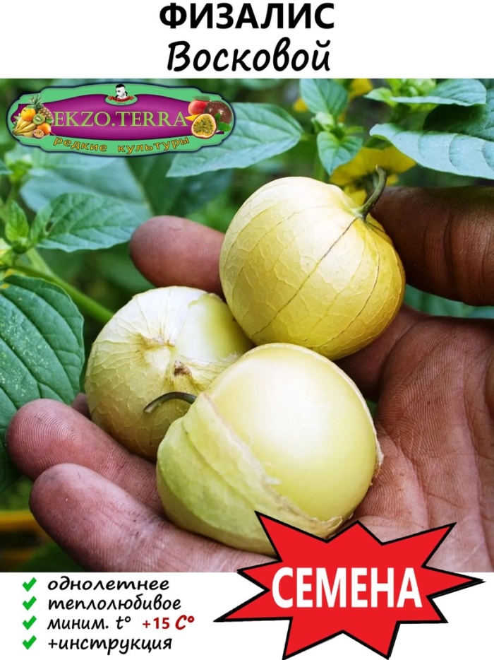 Семена физалиса десертного