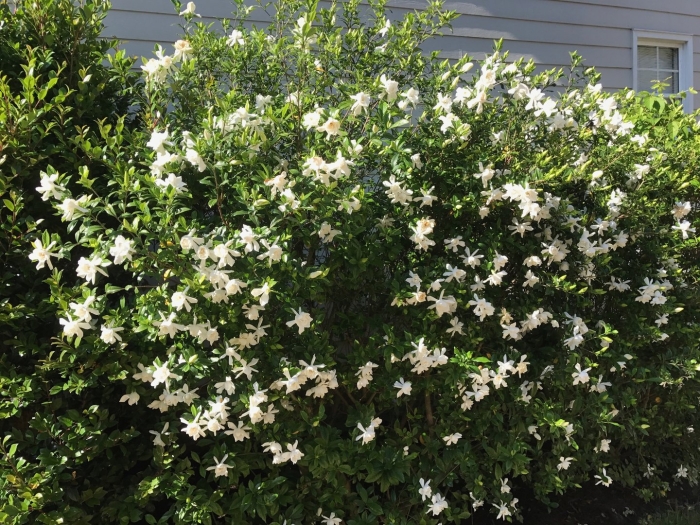 Gardenia jasminoides
