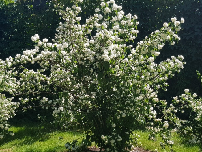 Чубушник жемчуг