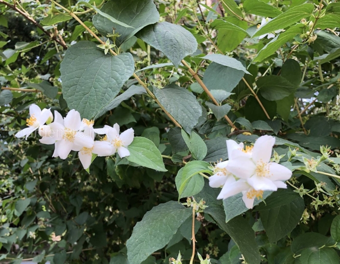 Чубушник садовый жасмин