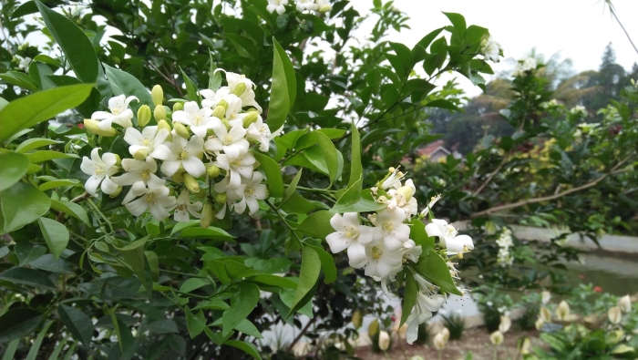 Murraya paniculata