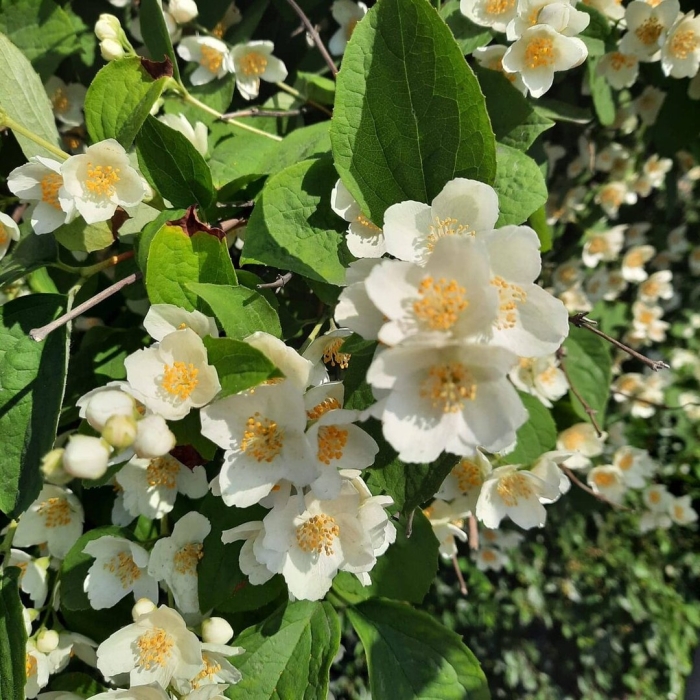 Чубушник жасмин