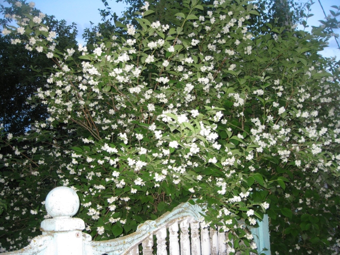 Чубушник силберреген