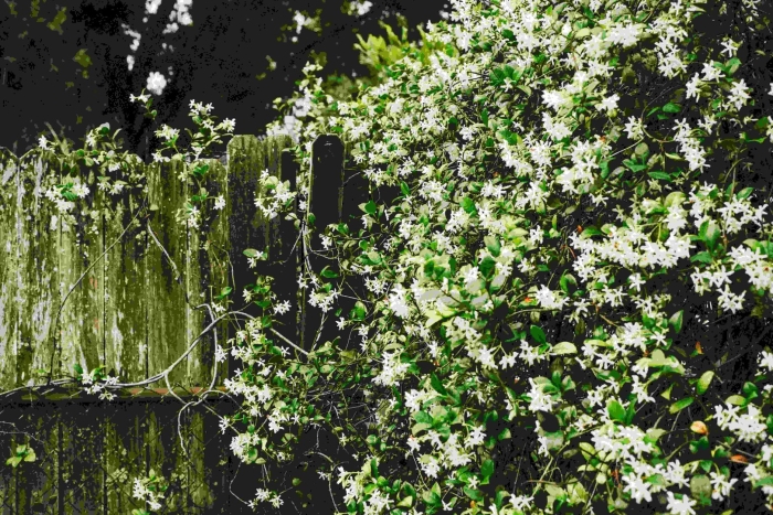 Чубушник солитер