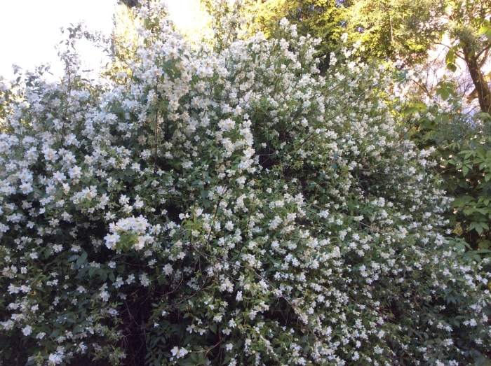 Садовый жасмин чубушник