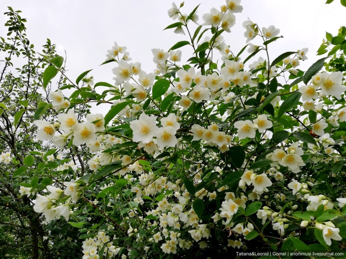 Жасмин кустарник