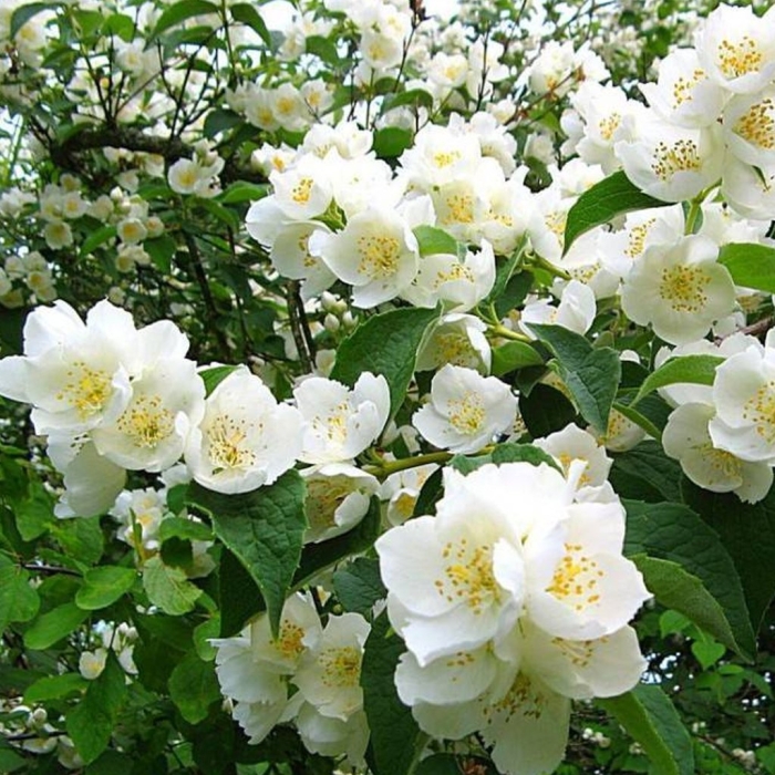 Жасмин цветки