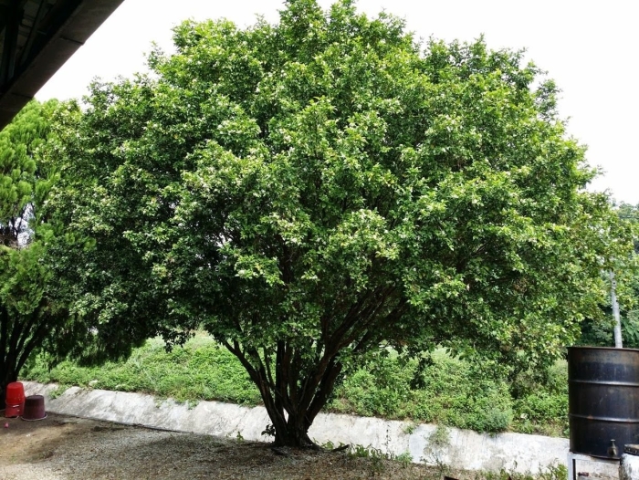 Ligustrum japonicum