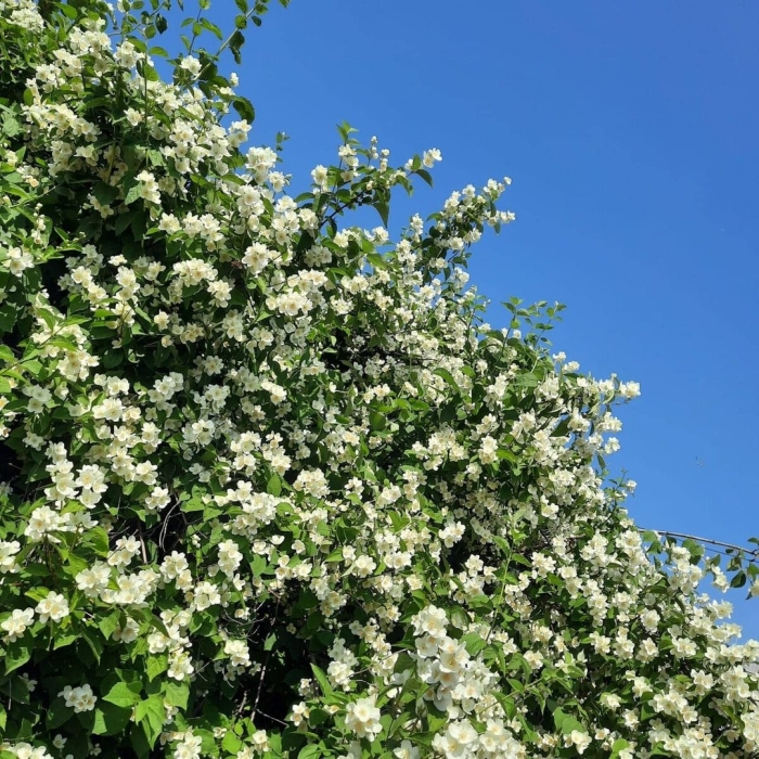 Жасмин дерево или кустарник