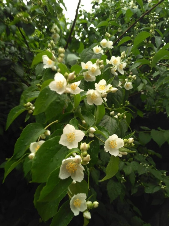 Philadelphus coronarius