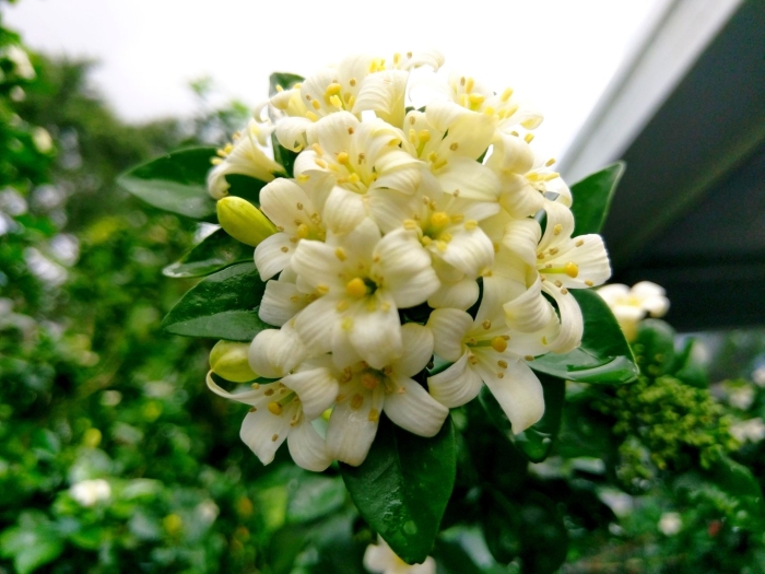 Муррайя snowball