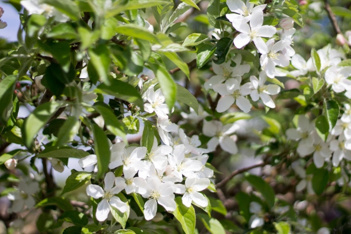 Malus (яблоня) 'john downie'