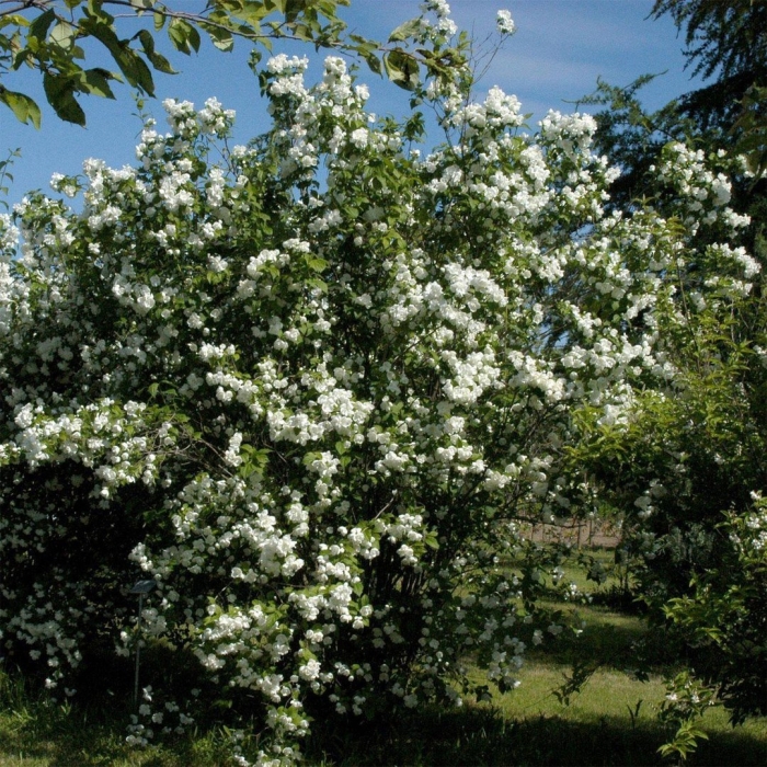 Чубушник коронариус