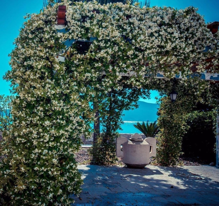 Марокканский жасмин