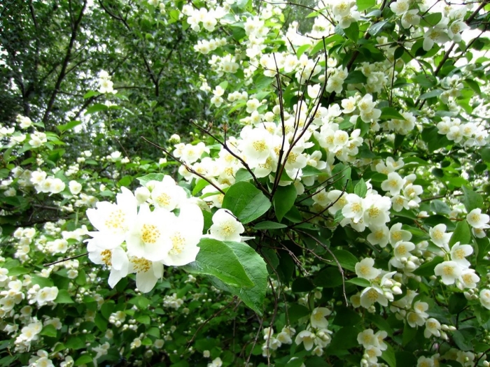 Жасмин (чубушник) фрости морн