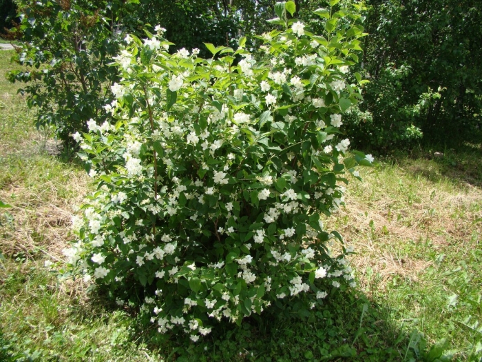 Пелецис цветущий жасмин