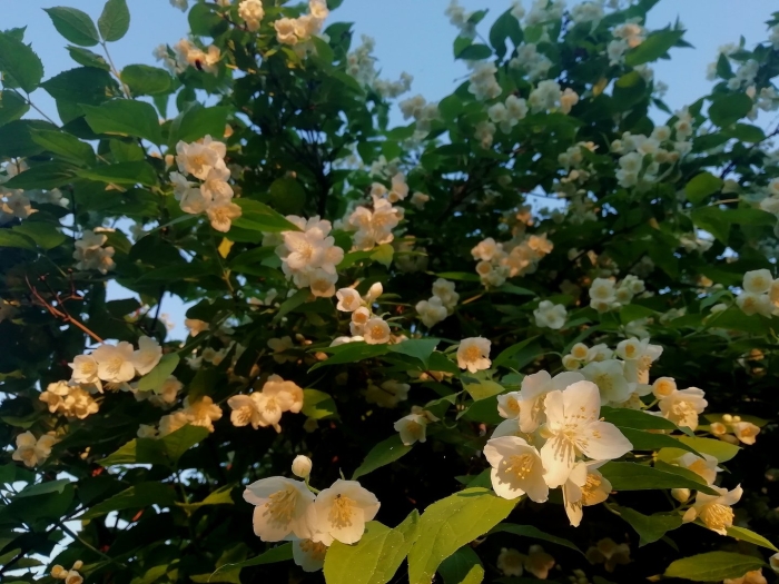 Жасмин дерево