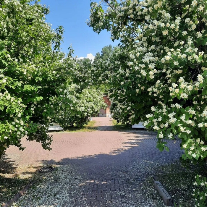 Жасмин чубушник изгородь