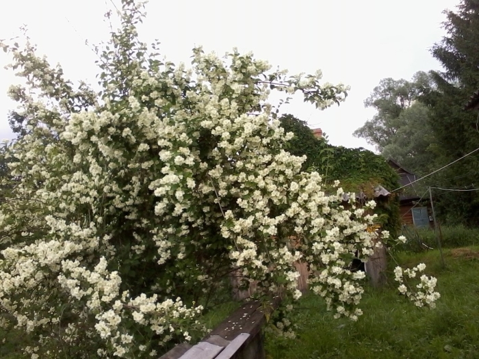 Чубушник жасмин дерево