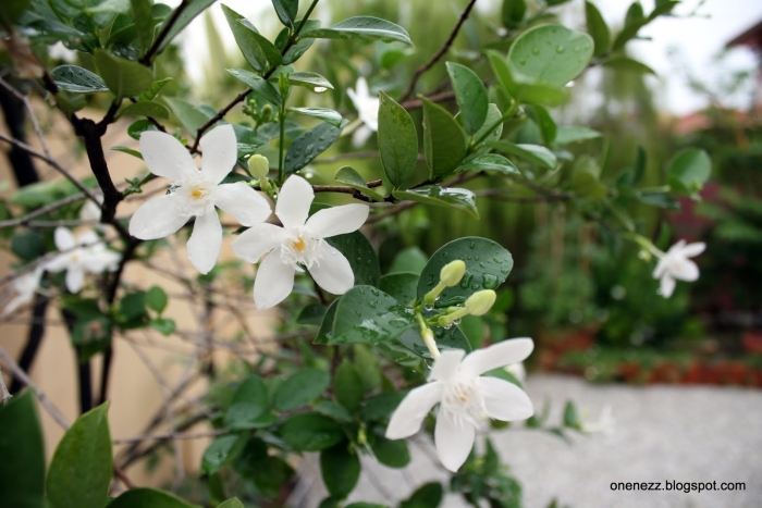 Жасмин кустарниковый