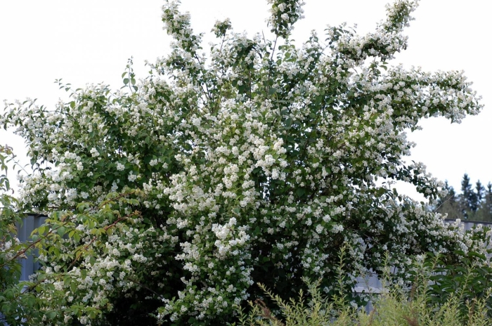 Чубушник воздушный десант