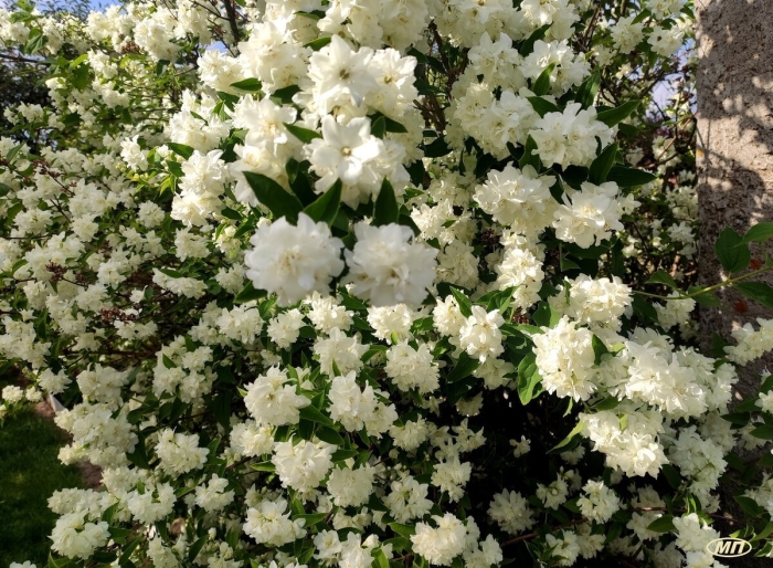 Жасмин чубушник комсомолец