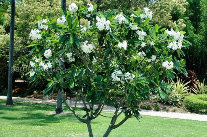 Plumeria alba дерево