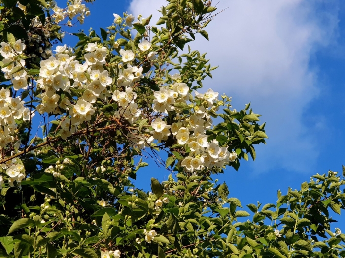 Жасмин куст