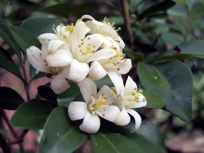 Мурайя метельчатая