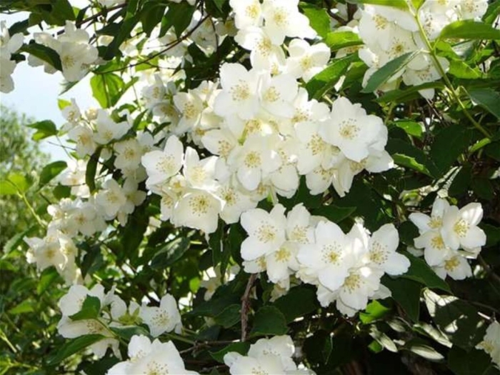 Жасмин садовый чубушник