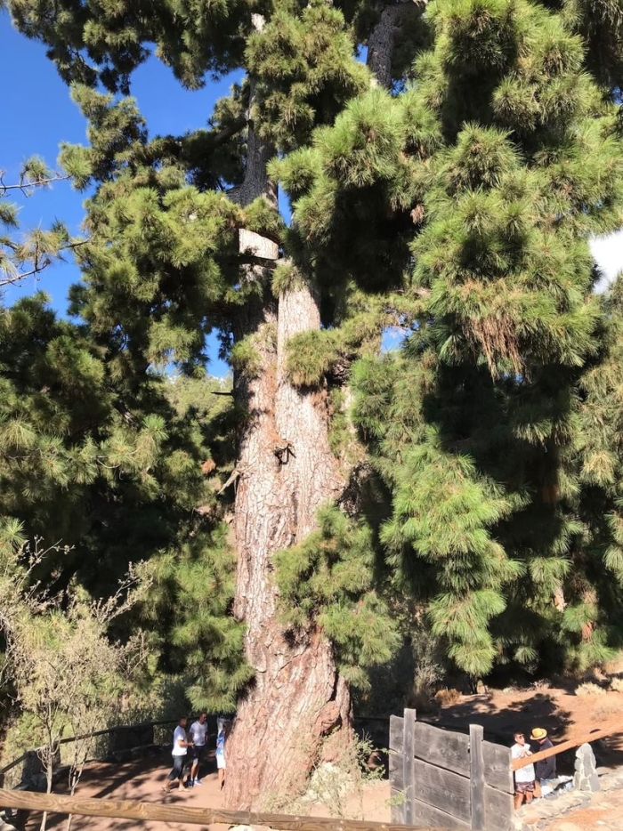 Канарская сосна тенерифе самая большая