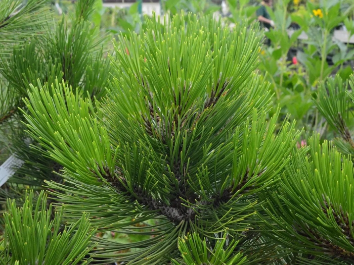Pinus leucodermis malinki