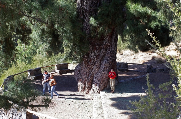 Канарская сосна тенерифе