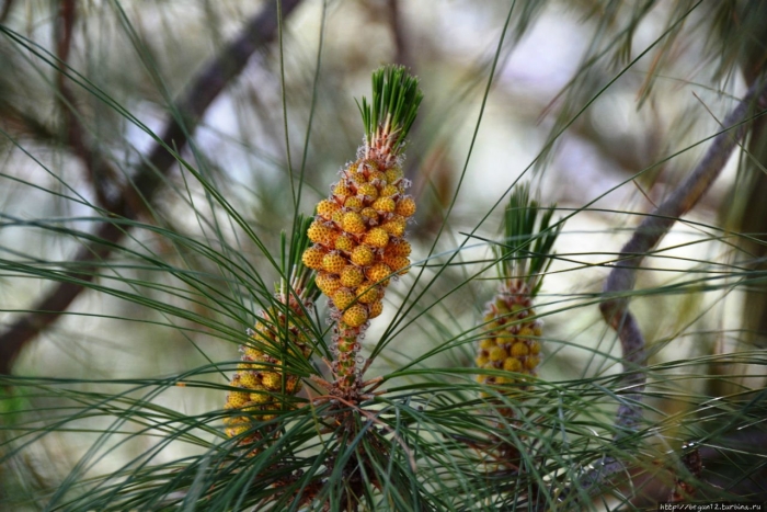 Pinus pinaster