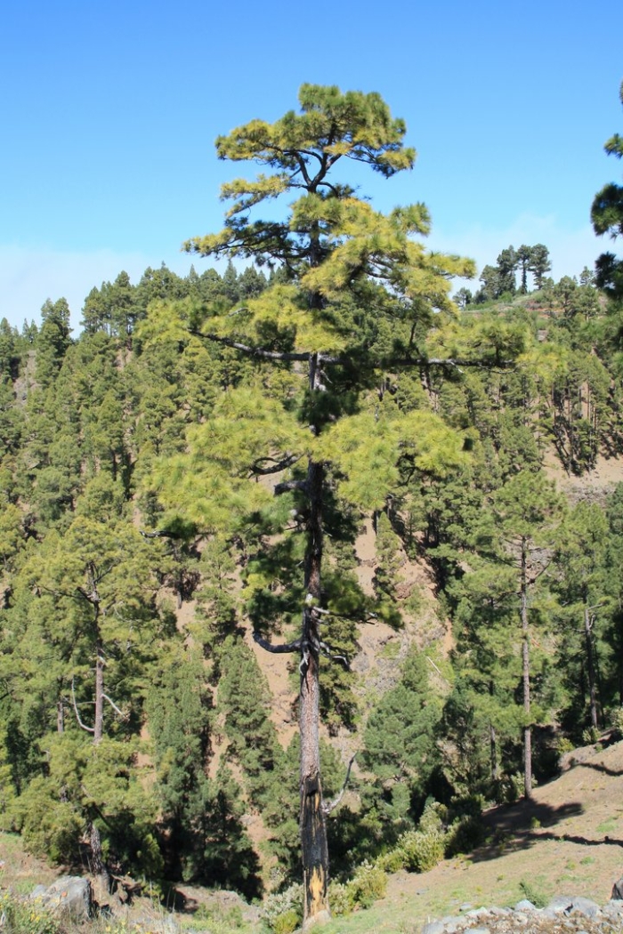 Pinus canariensis