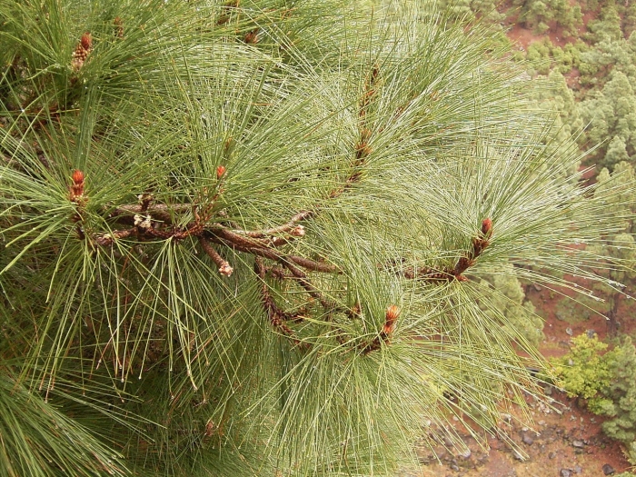 Pinus monticola crawford