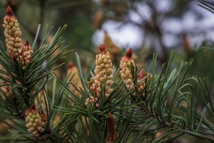 Шишки сосны канарской