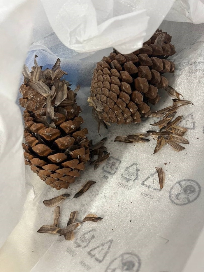 Шишки желуди орехи