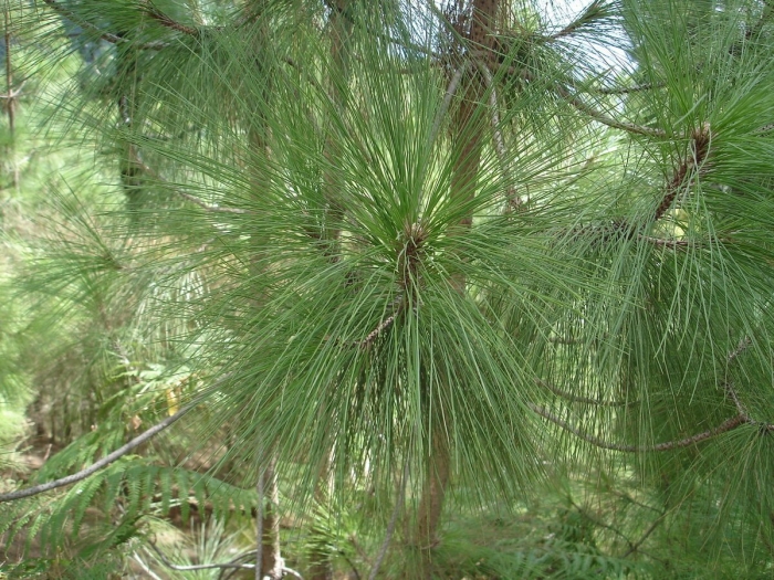 Pinus balfouriana tree