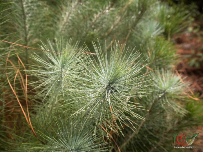 Сосна веймутова